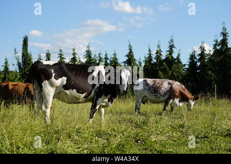 Vaches qui paissent dans un champ Banque D'Images