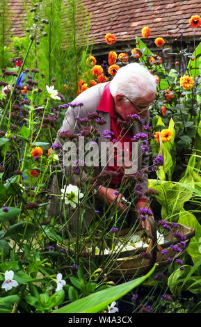 2 mars 1921 - 27 janvier 2006 - Lloyd est né à Great Dixter, dans une famille de la classe moyenne, la plus jeune de six enfants. En 1910, son père, Nathaniel Lloyd (un designer d'art et d'artisanat d'affiches et d'autres images pour les entreprises de confiserie), acheté Great Dixter, le manoir de Rye, East Sussex, près de la côte sud de l'Angleterre. Edwin Lutyens a été engagé afin de rénover et d'étendre la maison et conseils sur la structure du jardin. Nathaniel Lloyd aimait jardins, conçu quelques du jardin lui-même, et que l'amour pour son fils. Banque D'Images