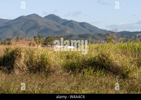 Champs de canne à sucre dans la région de Mackay dans le Queensland en Australie. MacKay est le plus grand producteur de sucre du Queensland et le deuxième producteur de sucre Banque D'Images