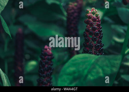 Du phytolaque (pokeweed) Américains (Phytolacca americana) au cours de la période en herbe Banque D'Images