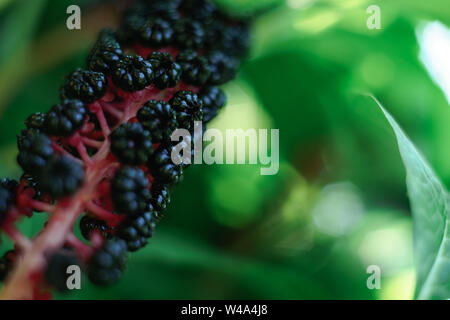 Du phytolaque (pokeweed) Américains (Phytolacca americana) au cours de la période en herbe Banque D'Images