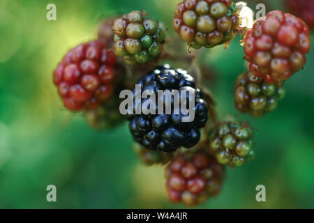 Close up de mûres sur un terminal blackberry bush, dans une ferme Banque D'Images