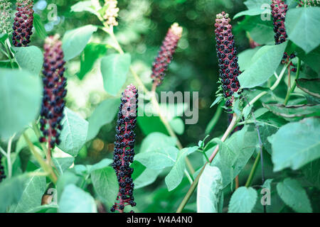 Du phytolaque (pokeweed) Américains (Phytolacca americana) au cours de la période en herbe Banque D'Images