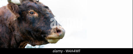 Animal brun adultes bull sur une ferme. Banque D'Images