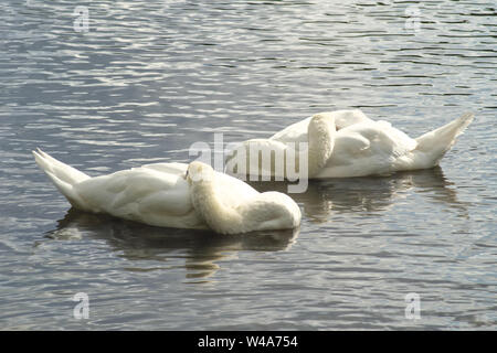 Deux cygnes dormir sur un lac en Ecosse Banque D'Images