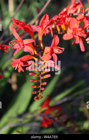 Crocosmia Montbretia Banque D'Images