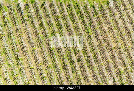 Dans les rangées de pommiers, apple ferme près de Lofthus au Sörfjord, une branche de l'Hardangerfjord, blomstering en mai, drone abattu, Hardanger, Norvège Banque D'Images