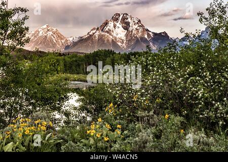 Mont Moran et le sommet des montagnes du Grand Teton à travers la forêt d'Oxbow Bend à l'aube avec le soleil levant compte sur les nuages au Grand Teton National Park dans Moran, Wyoming. Banque D'Images