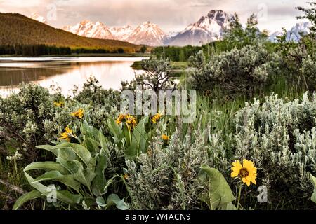 Wild à œil noir, Susan fleurs fleurissent avec le Mont Moran et les montagnes de Grand Teton reflétée sur la Snake River à Oxbow Bend à l'aube avec le soleil levant compte sur les nuages au Grand Teton National Park dans Moran, Wyoming. Banque D'Images