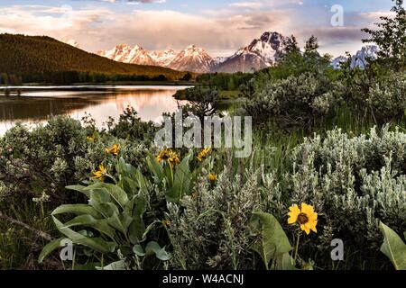 Wild à œil noir, Susan fleurs fleurissent avec le Mont Moran et les montagnes de Grand Teton reflétée sur la Snake River à Oxbow Bend à l'aube avec le soleil levant compte sur les nuages au Grand Teton National Park dans Moran, Wyoming. Banque D'Images