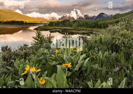 Mont Moran et les montagnes de Grand Teton d'Oxbow Bend reflétée à l'aube sur la rivière Snake au Parc National de Grand Teton dans Moran, Wyoming. Banque D'Images