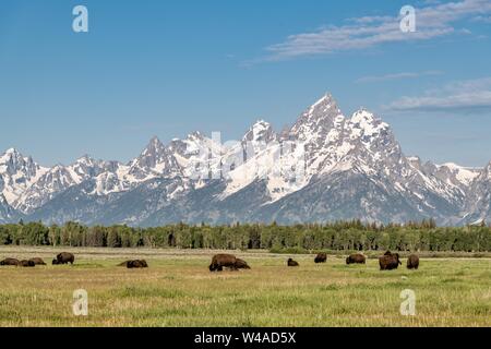 Un troupeau de bisons d'Amérique du Nord se nourrissent dans les prairies le long de Elk Ranch Studios Appartements Mont Moran et les montagnes du Grand Teton au Parc National de Grand Teton dans Moran, Wyoming. Banque D'Images