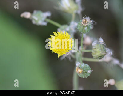 Close up de Sonchus asper, également connu sous le nom de figuier le laiteron rude, laiteron épineux, chardon de lait, bordées de sharp, laiteron épineux ou-l Banque D'Images