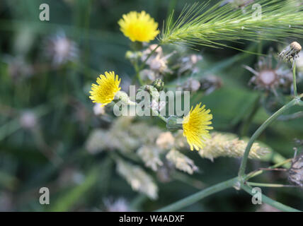 Close up de Sonchus asper, également connu sous le nom de figuier le laiteron rude, laiteron épineux, chardon de lait, bordées de sharp, laiteron épineux ou-l Banque D'Images