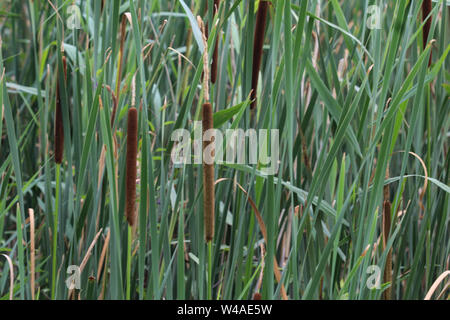 Close up de Typha angustifolia, également connu sous le nom de jonc, narrowleaf cattail moindre ou moins reedmace Banque D'Images