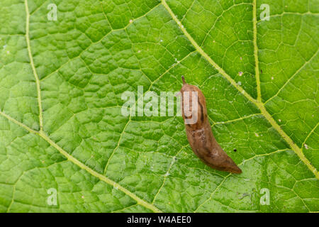 Trois ibérique (Ambigolimax valentianus bande slug) déménagement dans de grandes feuilles vert texturé Banque D'Images