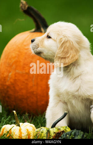 Chiot golden retriever à côté d'un Punkin Banque D'Images