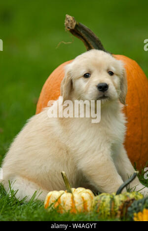 Chiot golden retriever à côté d'un Punkin Banque D'Images