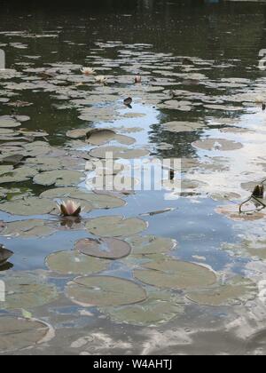 L'eau d'un étang avec un peu de fleur de lys sur le feuillage environnant et reflétée dans l'eau parmi les feuilles de nénuphars. Banque D'Images