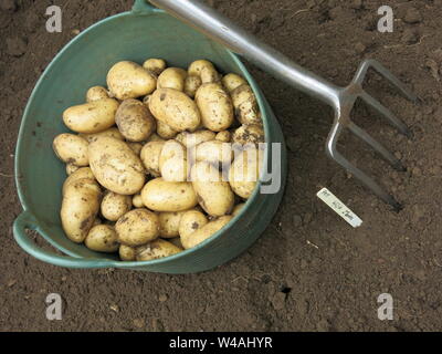 La fourche de jardinage a été simplement utilisée pour récolter les trug Wilja plein de pommes de terre provenant d'un mètre carré de terrain de jardin arrière ; Juillet 2019 Banque D'Images