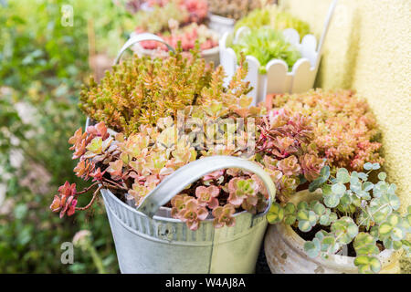 Variation des pots de fleurs avec des succulents dans le jardin Banque D'Images