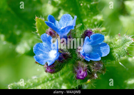 Lycopsis arvensis (Vipérine commune, Anchusa arvensis), close up montrant les petites fleurs bleues et feuilles velues, raide. Banque D'Images