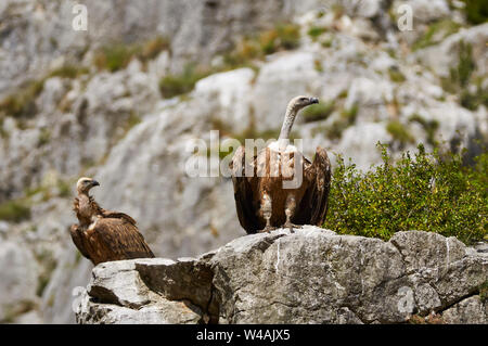 Deux vautours fauves (Gyps fulvus) perchés sur des rochers dans un vautour dans la vallée de Chistau point d'alimentation (Sobrarbe, Huesca, Pyrénées, Aragon, Espagne) Banque D'Images