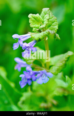 Le lierre terrestre (Glechoma hederacea), close up montrant les fleurs et les feuilles. Banque D'Images