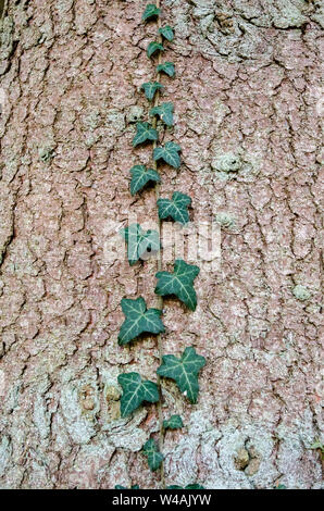 Hedera helix, lierre poussant sur un tronc d'arbre Banque D'Images