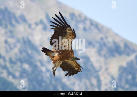 Un vautour fauve (Gyps fulvus), volant avec des montagnes en arrière-plan dans la vallée de Chistau (Sobrarbe, Huesca, Pyrénées, Aragon, Espagne) Banque D'Images