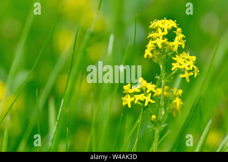 Lady's Le gaillet (Galium verum), close up d'une seule plante en fleurs si l'herbe en pleine croissance. Banque D'Images