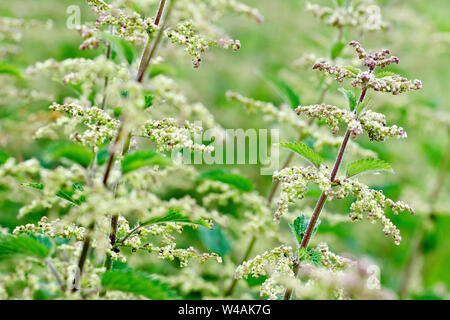 Politique ou l'ortie (Urtica dioica), close up d'un cluster des plantes en fleurs. Banque D'Images