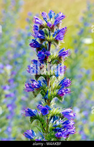 La vipère (Vipérine commune Echium vulgare), close up de floraison unique spike contre un aspect marbré, des problèmes de mise au point arrière-plan. Banque D'Images