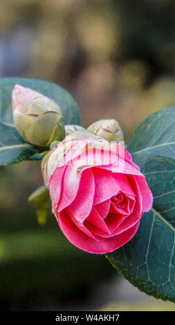 Camellia sasanqua bud libre 2 Banque D'Images