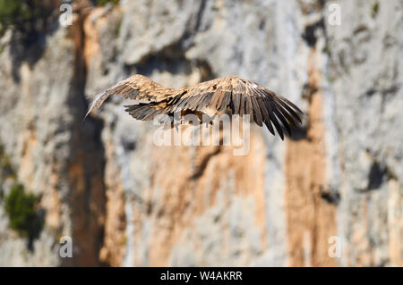 Vautour fauve (Gyps fulvus) en ordre décroissant pour l'atterrissage avec cliff dans l'arrière-plan (la vallée de Chistau, Sobrarbe, Huesca, Pyrénées, Aragon, Espagne) Banque D'Images