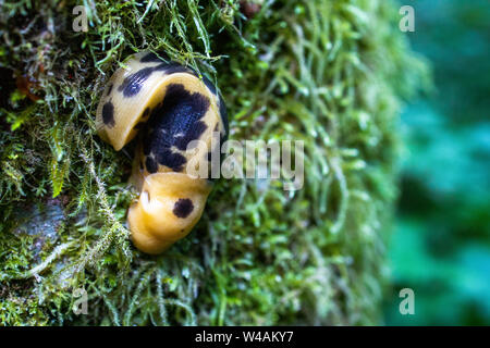 Banana Slug du Pacifique (Ariolimax columbianus) sur l'arbre couvert de mousse Banque D'Images