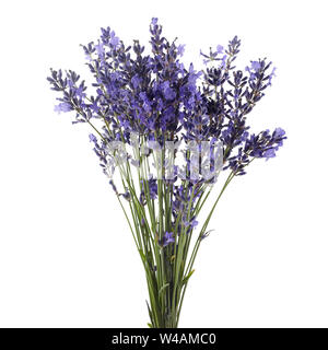 Bouquet de fleurs de lavande attaché isolé sur fond blanc Banque D'Images