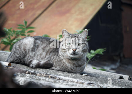 Libre adorable shorthair chat gris à rayures avec des yeux verts sur un toit en ardoise grise Banque D'Images