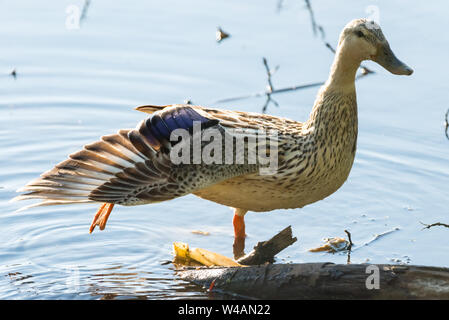 Une femelle Canard colvert avec Leucism, s'étendant sa jambe et l'ensemble de l'aile. Banque D'Images