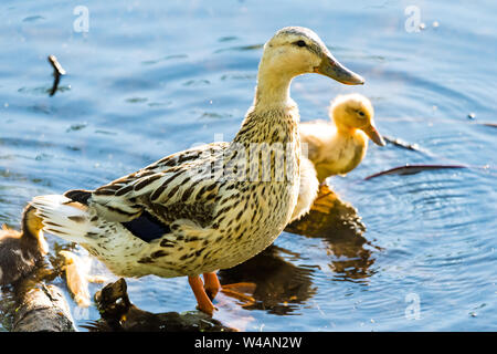 Une femelle Canard colvert avec Leucism, une perte partielle de la pigmentation, debout et de protéger ses bébés. Banque D'Images