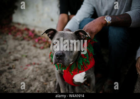 Close up of gray pitbull assis sur la plage au coucher du soleil Banque D'Images