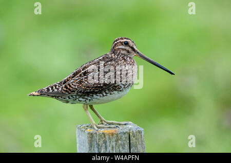 Snipe Gallinago gallinago, debout sur piquet. Banque D'Images