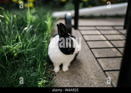 Le noir et blanc lapin assis dans la lumière du soleil à la recherche de l'appareil photo Banque D'Images