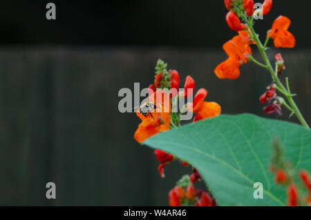 Haricot d'abeilles et de fleurs. Banque D'Images