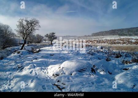 UK,Derbyshire, Peak District, Longshaw Estate,les arbres sur Lawrence Champ après les chutes de neige Banque D'Images