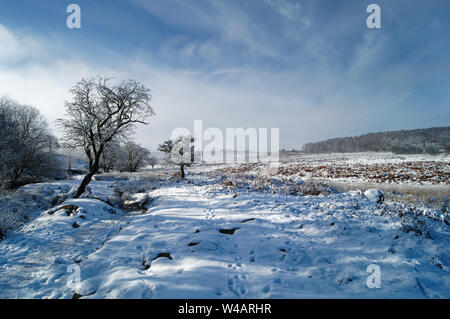 UK,Derbyshire, Peak District, Longshaw Estate,les arbres sur Lawrence Champ après les chutes de neige Banque D'Images