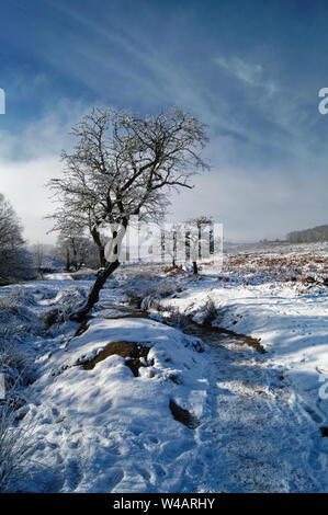 UK,Derbyshire, Peak District, Longshaw Estate,les arbres sur Lawrence Champ après les chutes de neige Banque D'Images