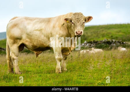 Bull, Bull s'magestically Charolais grand au milieu de l'été pré dans Yorkshire, Angleterre, Royaume-Uni. Le taureau a un anneau dans le nez. Paysage Banque D'Images