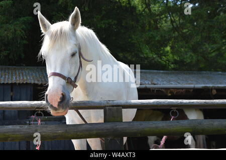 Poney poney blanc extérieur stable dans les Brecon Beacons Banque D'Images