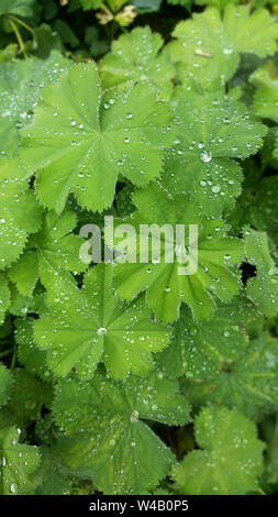 Alchemilla Mollis avec des gouttelettes d'eau sur les feuilles vertes Banque D'Images